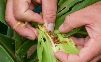 Fall armyworm in a trial crop. Image: Megan Pope close up image of two hands holding a green leaf on which is a brown caterpillar
